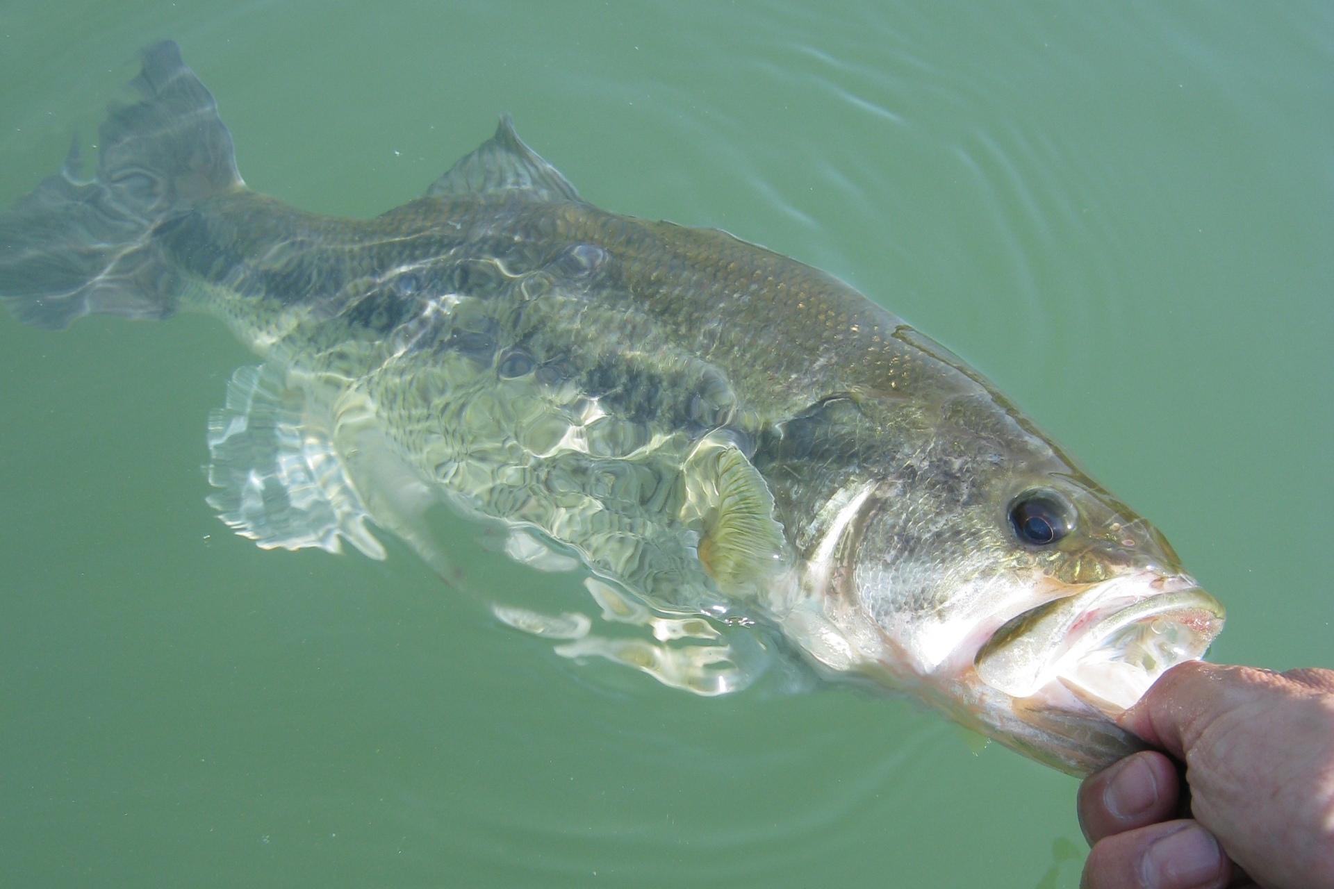 ブラックバスは何年生きる 寿命 と生態をご紹介 気になるお味は 魚介類で満点生活